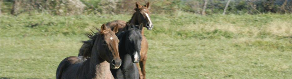 Equine-Health-Three-Horses-Banner